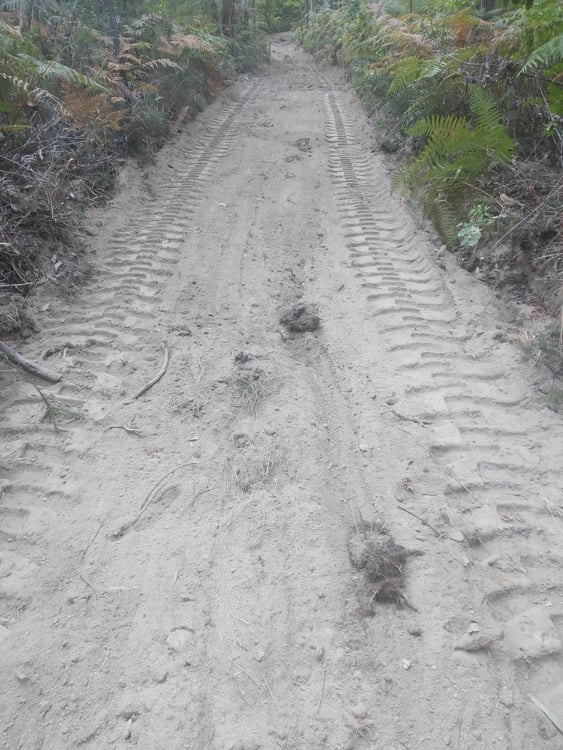 DERNAGENS DE GUAS PLUVIAIS NOS ESTRADES FLORESTAIS